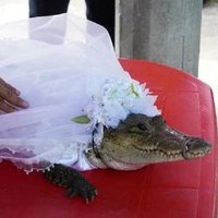 alex (@alexwexelman) 's Twitter Profile