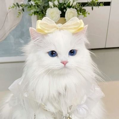 AdaLuBlanco's profile picture. Mi vida es maravillosa