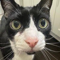 Vax (@vaxeve) 's Twitter Profile
