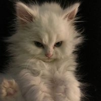 murilao (@murilao11_) 's Twitter Profile