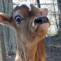 LaultimadeFilipinas (@soylafili) 's Twitter Profile