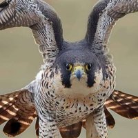 البردقاني (@fbad0c9ba27241e) 's Twitter Profile