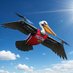 Pels Drone (@pelsdrone) Twitter profile photo Pels Drone (@pelsdrone) Twitter profile photo