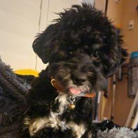 SeijinTea (@seijintea) 's Twitter Profile
