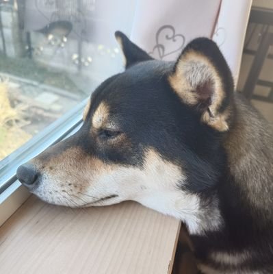 shionxxbknb's profile picture. back number🔑gold key✻米津玄師✻SixTONES
🎦キヨ✻KER✻ゾゾゾ🐶が好き