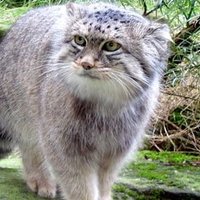 Pallas (@felisdacat) 's Twitter Profile Photo Pallas (@felisdacat) 's Twitter Profile Photo