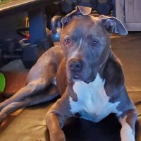 Knux Dawgg (@dawggknux) 's Twitter Profile