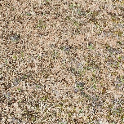 Nftshib265370's profile picture. #SHIB