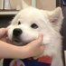 Puppyoo (@3kyosol) Twitter profile photo Puppyoo (@3kyosol) Twitter profile photo
