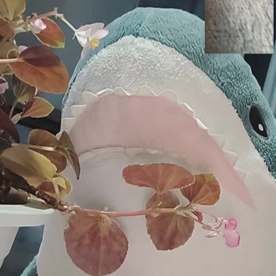 実家暮らしのサメと東京住みのサメたちの日常をあげるサメ垢。 いつも食卓につくのは実家のサメ→撮影者:お父さん。サメの飯ほぼお父さんの手料理です。東京住みのサメたちは、ベッドでごろごろしたり、お出かけしたり、お菓子を食べたりします。中のニンゲンは、皆さんの美味しいごはんとおうちの可愛い子たちにいいね押しまくりものです。