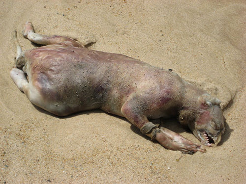 Montauk Monster - The Truth, The Legend, The Mystery