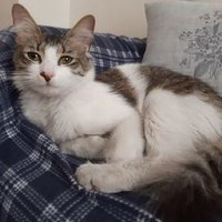 necla (@neclacvp) 's Twitter Profile Photo