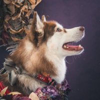 ︎✿あんず✿ハスキー (@husky_anz0516) 's Twitter Profile Photo ︎✿あんず✿ハスキー (@husky_anz0516) 's Twitter Profile Photo