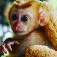 Adorable capuchinsmonkey (@gregmadiso69822) 's Twitter Profile