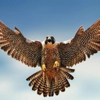 الصقر الحر🔻🦅🔻 (@algenral110) 's Twitter Profile Photo الصقر الحر🔻🦅🔻 (@algenral110) 's Twitter Profile Photo
