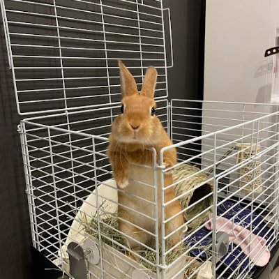 🎂2023/03/01生まれ 🐰 活発で甘えん坊なネザーランドの男の子【ころっけ】🐇 大好きなころっけとの日々🐇 #職業訓練(#DXアップ)の一環で作成してみました! なかなか使いこなせません😂 3人の子供達と、うさぎ1羽との生活🌟無言フォロー失礼します🙏