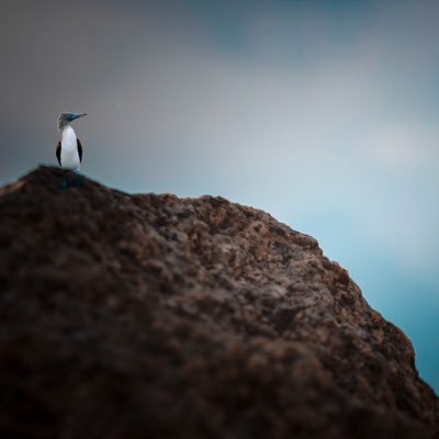 Jepe719740's profile picture. Stay greedy, stay bullish. jeets strong together.

Early $YES investor.