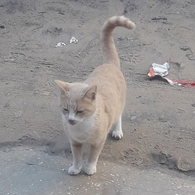 My mission is to rescue and support poor🐈🙏 kittens🥗 and small puppies🐕🙏 in my area and provide food for them so they can continue life.🐈🐕👈🙏