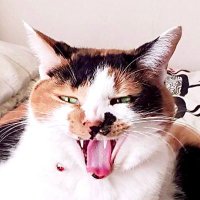 もる子 (@jasminum_m_t) 's Twitter Profile