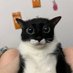 le chat (@chatonguon) Twitter profile photo le chat (@chatonguon) Twitter profile photo