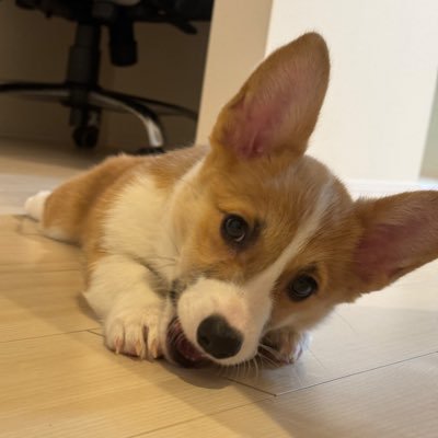 momiji_corgi's profile picture. ウェルシュ・コーギー・ペンブローク 1歳 ♀ もみじ🍁と一緒に暮らすコギ垢 MyColor:生まれ月と名前に合わせて🍊オレンジ🍊 #コーギー #コーギーのいる暮らし