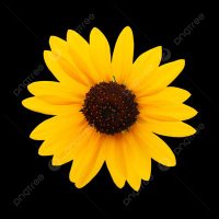 Hadeer (@balahhadeer) 's Twitter Profile