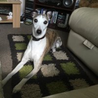 Sharon Gray (@themournelady) 's Twitter Profile Photo