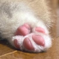 敗者 (@tama10111) Twitter profile photo