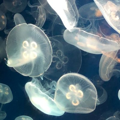 Age_Kurage's profile picture. ほのぼの