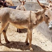 🍉🫏Sora Jpra🐎 🍉 (@sora_jpra_) 's Twitter Profile Photo 🍉🫏Sora Jpra🐎 🍉 (@sora_jpra_) 's Twitter Profile Photo
