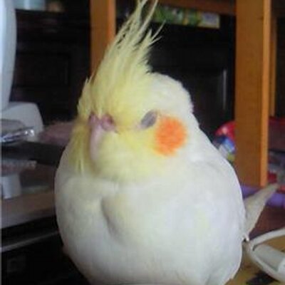 ikechoy1213's profile image