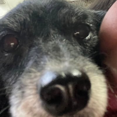 kittenc4tt's profile picture. fa clube pra isabela maria