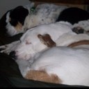 Anna Gatewood - @Anna_G_Sharpe - Twitter