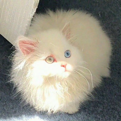 OvO_TvT_7v7's profile picture. 🚪99 苏州 身高174 不准再问了 推广自辫