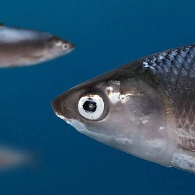 primecutmeaterr's profile picture. herren...