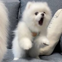 中退 (@t5s1z) 's Twitter Profile