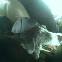 The Muckraker (@jucommie) 's Twitter Profile