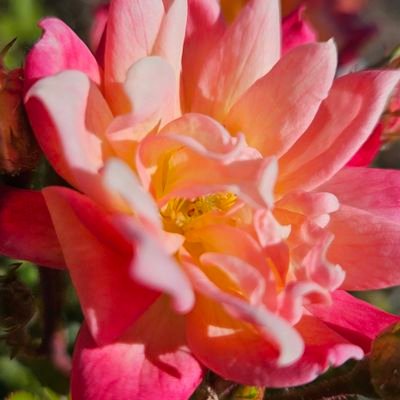 CharNSmokie's profile picture. I answer to God above Not man
my Tweets My Thoughts.