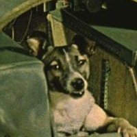 Hobbytards (@john_popowich) 's Twitter Profile Photo