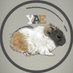 こちゃん🐹モルモット🤰24w (@guineapig_kona) Twitter profile photo こちゃん🐹モルモット🤰24w (@guineapig_kona) Twitter profile photo