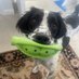Scooter the Springer (@carolinekirkp14) Twitter profile photo Scooter the Springer (@carolinekirkp14) Twitter profile photo