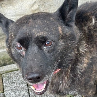 その時その時思っていることをツイートしていきます。新しい学校のリーダーズのファンです。 AGファンとは仲違いしたくないので基本政治の話とかは同じ考えの意見以外は返信もいいねもしないつもりでいます。宜しくお願いします。
