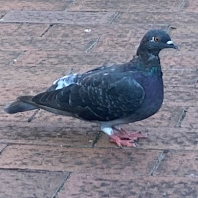 internet_gusha's profile picture. 里の民🍃🥜 ぽこピーに癒しを求めるうちに、アカウントを作ってしまいました 無言フォロー失礼致します…！