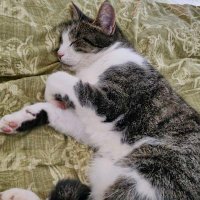 katzenmilch😸 (@katzenmilch1) Twitter profile photo