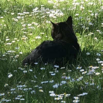 nthchphrmk60995's profile picture. 