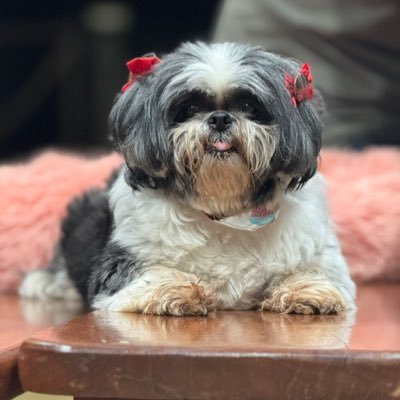 aventaniasolar's profile picture. True crime | Terror | Cachorros | Exercícios físicos