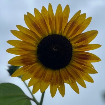 rachelussery's profile picture. she/her NJ ➡️DC/ catch me untangling my earbuds or eating things I find in the woods