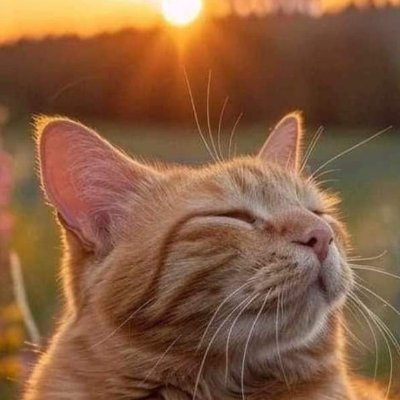 Bozzatto's profile picture. Muita luz, paz e harmonia em sua vida! 🙌