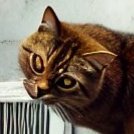 huH7G9nvUcB68JC's profile picture. 警察だけでも日本国民の味方でありますように。反日、不良害国人大嫌い。
移民政策と韓日トンネルとメガソーラー反対 六四天安門