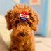 ˜”*°•..MAGA 🇺🇸 GAL•°*”˜ (@vinonstrosgal) Twitter profile photo ˜”*°•..MAGA 🇺🇸 GAL•°*”˜ (@vinonstrosgal) Twitter profile photo